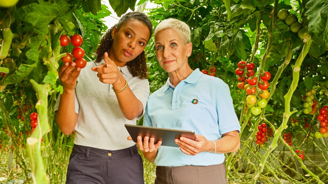 Zwei Personen stehen in einem Gewächshaus zwischen Reihen von Tomatenpflanzen. Eine Person zeigt auf eine Rispe reifer, roter Tomaten, während die andere Person ein Tablet in den Händen hält.