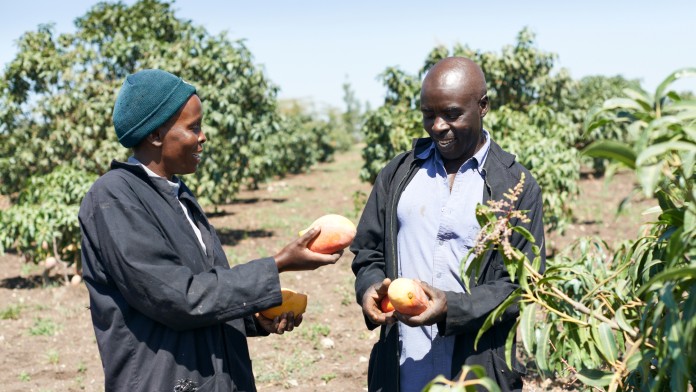 Kevian Kenya, Kleinbauern bei der Mangoernte