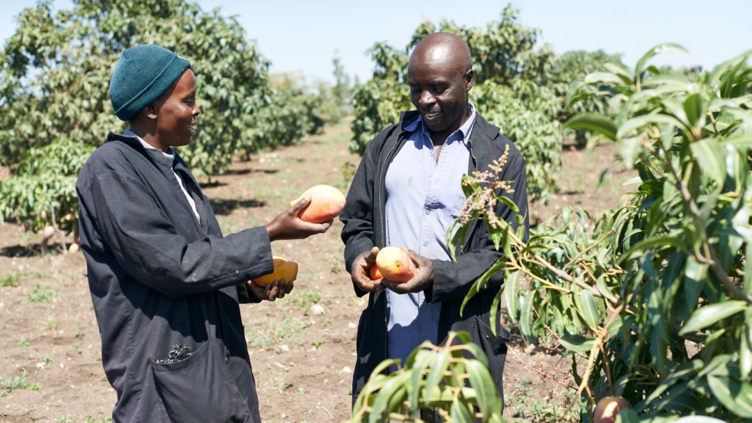 Kevian Kenya, Kleinbauern bei der Mangoernte