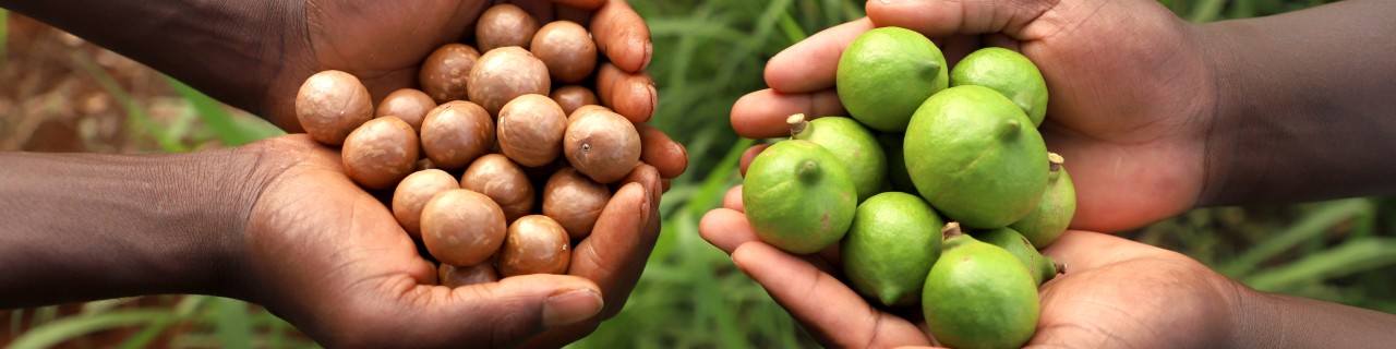 Zwei Paar Hände halten unterschiedliche Früchte oder Nüsse; links braune Nüsse, rechts grüne Limetten; Hintergrund aus Gras oder Pflanzen.