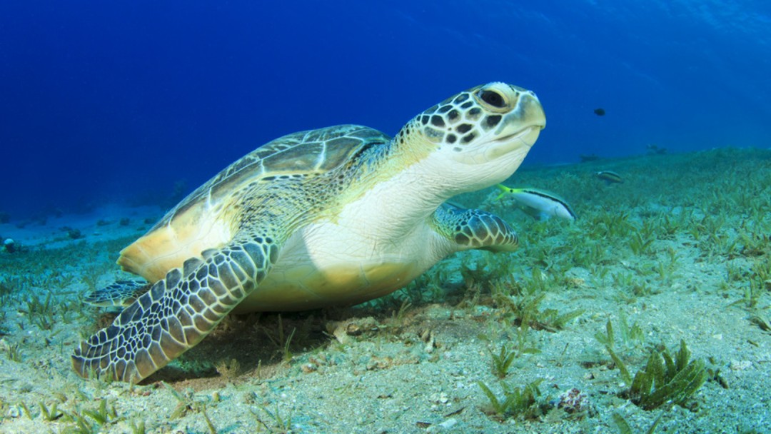 Meeresschildkröte im Roten Meer
