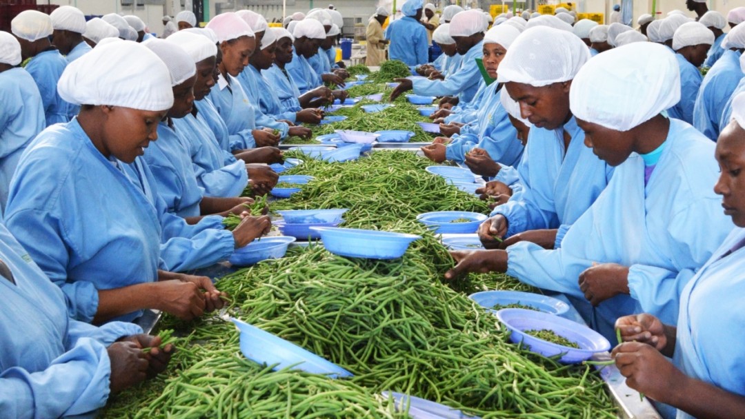 Mitarbeiterinnen einer Konservenfabrik für Grüne Bohnen in Kenia