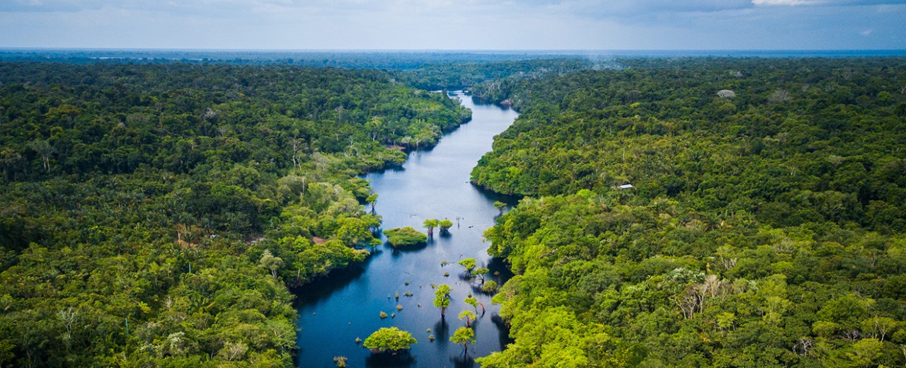 Regenwald in Südamerika