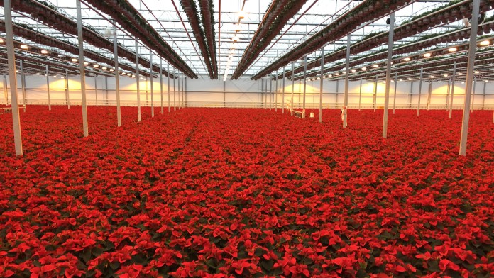 Zucht von Weihnachtsstern-Setzlingen in Uganda