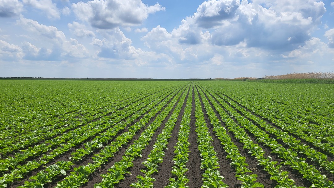 A sugar beet field by Company Sunoko, a member of the MK Group.