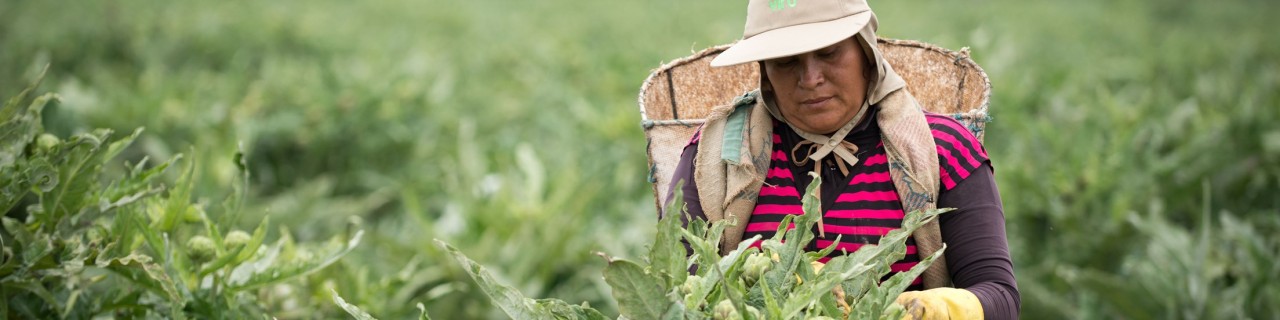 Our impact: Supporting small-scale farmers